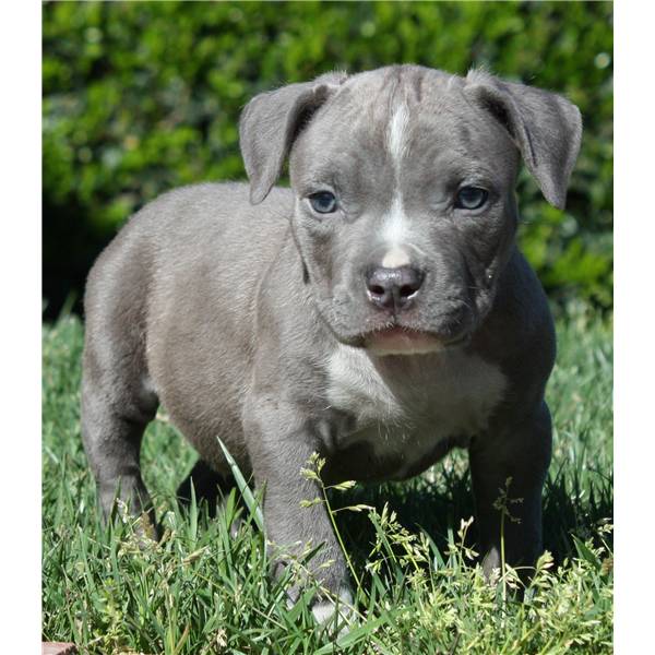 American Blueline Pitbull Rednose welpen