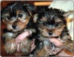 Se Regalo dos cachorros yorshire terrier de calidad mini toy con papeles