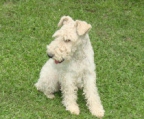 FOXTERRIER VON AUSGEZEICHNETER QUALITÄT mit weißem Haar