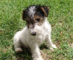 Fox terrier kaufen 