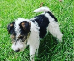 Foxterrier weiblich verfügbar