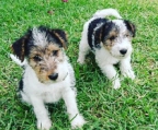 Fox terrier welpe vaccinated, wormed, micro-chipped, vet checked