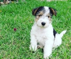 WIRE FOXTERRIERS WELPEN