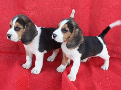 Beagles