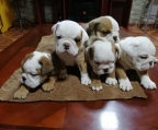 Englische Bulldogge 5 welpen