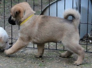 Shiba Inu bereit für neue Heimat