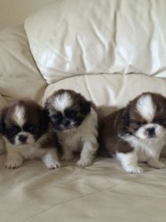 Atemberaubende Shih Tzu Welpen