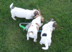 Jack Russell Welpen zu Neujahr-Haus