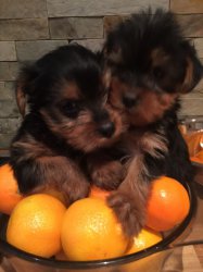 Yorkshire Terrier Mini Welpen