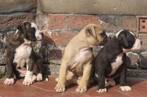 schöne männliche und weibliche American Pitbulls Welpen