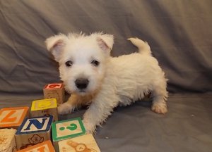 West Highland White Terrier Welpen zu verkaufen