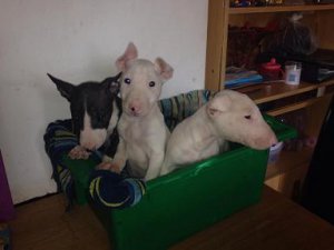 Bull-Terrier-Welpen jetzt bereit