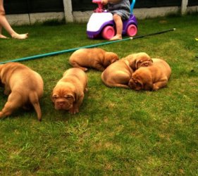 Top-Qualität Dogue De Bordeaux Welpen bereit, zur New Homes gehen