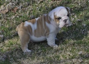 wow herrliche Bulldogge Welpen