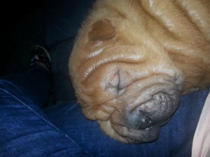 Shar pei Welpen ist jetzt fertig