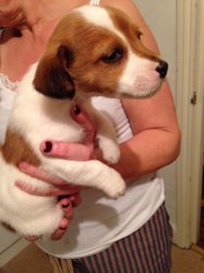 Mini Jack Russell Welpen zu verkaufen