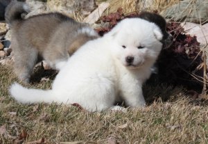 Japanische Akita-Welpen zu verkaufen