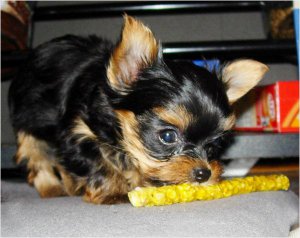 niedlich und süss Teacup Yorkie zu verkaufen