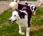 Wunderschöner reinrassiger Border Collie zu verkaufen