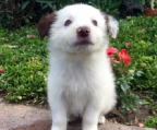 Border-Collie-Welpe braun und weiß