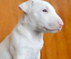 bullterrier welpe zu verkaufen