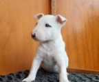 MAGNIFICENT BULLTERRIER MINI UND STANDARD