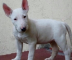 neuer Wurf Miniature-Bullterriers