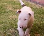 kleine Bullterrier