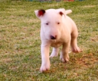 Mini-Bullterrier-Welpe 10 Wochen alt