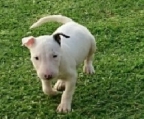 miniatur bullterrier zu verschenken