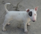 Miniatur-Bullterrier mit Gesundheitstests