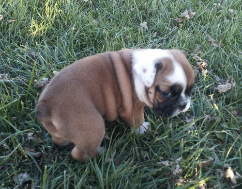 cachorros de bull disponibles para adopción