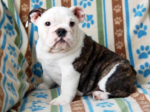 Exklusive Englische- Bulldogge Welpen