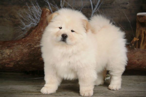 CHOW CHOW WEIßE WELPEN