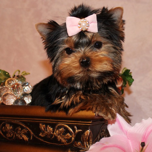 Entzückende Yorkie Welpen zur Annahme.