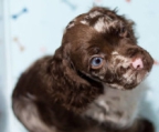 Cockerspaniel-Welpe mit erstaunlichen blauen Augen