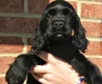 schwarzer Cocker Spaniel-Welpe