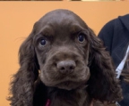 5 braune Cocker Spaniel Welpen