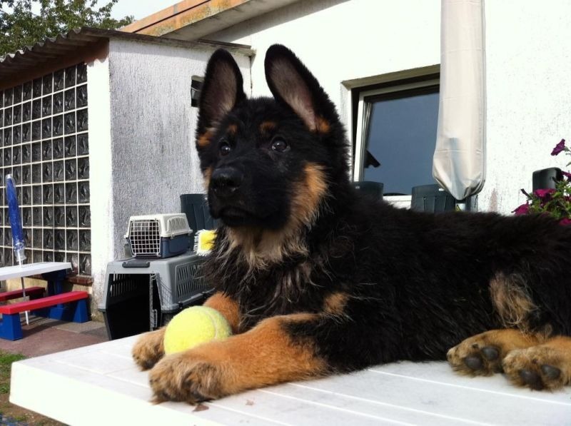 gesund gezogene deutsche Schäferhund Welpen