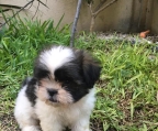 Shih Tzu Welpe 2 Monate schwarz-weiß