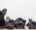 Französische Bulldogge Hündinnen und Rüden Offene Buchungen