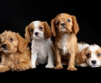 Süße und schöne Cavalier King Charles Spaniel Welpen zu verkaufen