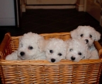 4 Bichon Frise Welpen, 3 Hündinnen und ein Rüde