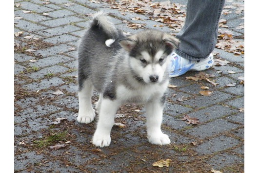 Alaskan Malamute Hündin sucht ein neues liebevolles zu Hause