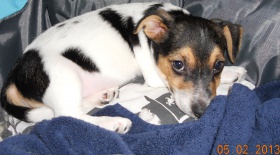 Jack-Russell-Terrier-Welpen