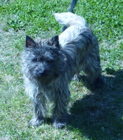 Cairn-Terrier-Welpen vom Züchter