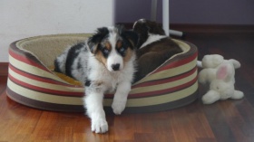 Australian-Shepherd-Welpen