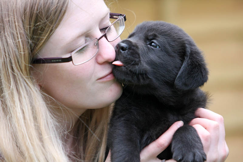 we zijn serieus op zoek naar een huis voor onze Labrador pups...