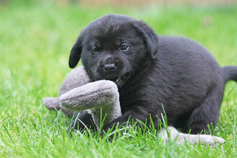  Labrador pups