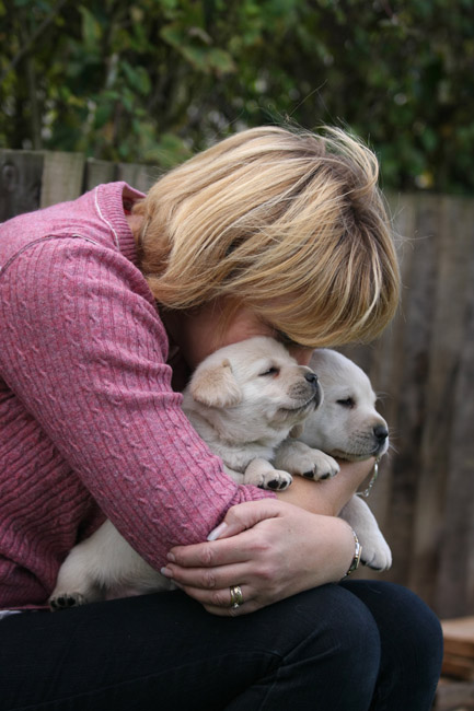 we zijn serieus op zoek naar een huis voor onze Labrador 